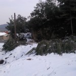 Zona encara plena de neu a Ciutat Jardi