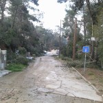 Branques caigudes en un carrer