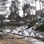 Arbres i pals de llum caiguts en mig del carrer