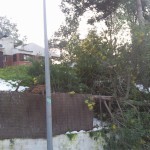 Un arbre caigut al patí d'una casa