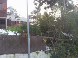 Un arbre caigut al patí d'una casa