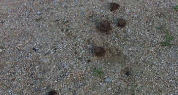 Excrement de gos en una plaça Excrement de gos en una plaça