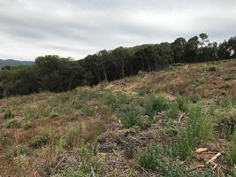 Parcel·la on s'ha fet la tallada per disminuir la plaga amb els ajuts del DARP (Foto: Departament d'Agricultura)