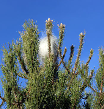 Un arbre afectat de processionària.