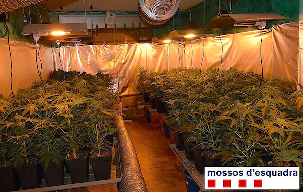 La plantació. Mossos