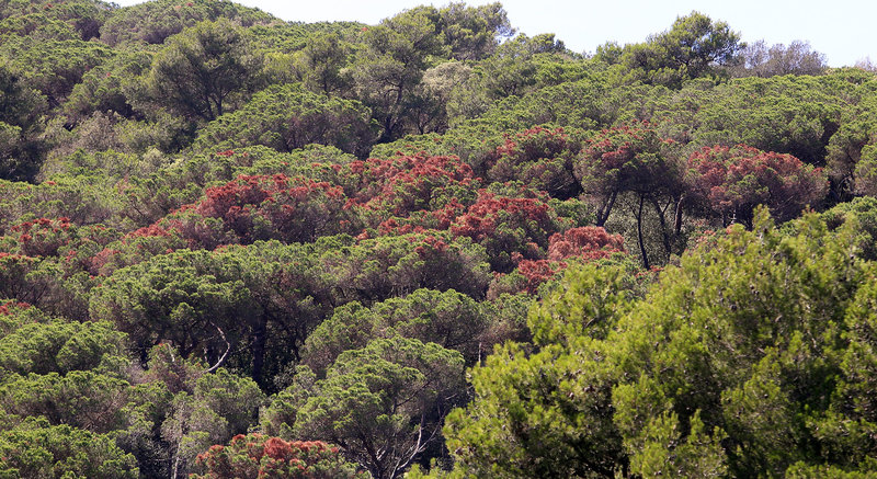 Vilassar de Dalt. Els pins malalts que es veuen en clapes de color marro sobretot al Baix Maresme