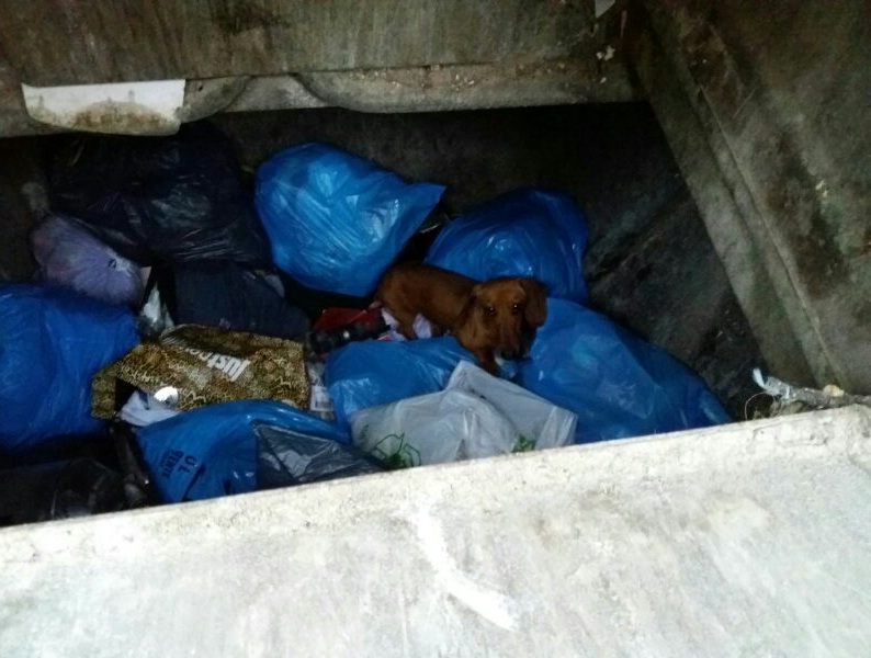 Gos trobat a l'interior d'un contenidor soterrat. Policia Local de Malgrat