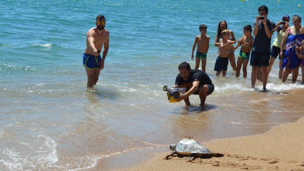 Alliberen una tortuga a la platja de S'Abanell. Aj. Blanes
