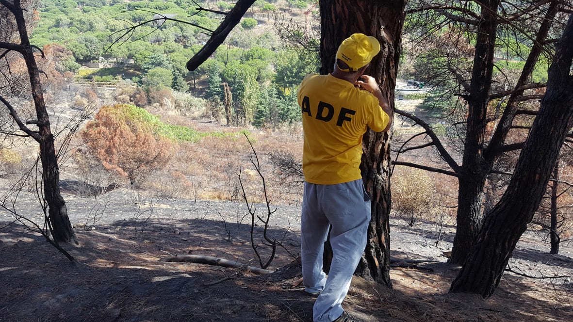 Zona boscosa després de l'incendi de Teià (Diputació de Barcelona)