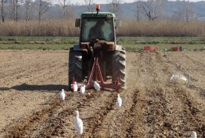 L'Espai Agrari de la Baixa Tordera vol suposar un espai per garantir l'activitat agrària de la zona - (http://natura-tordera.blogspot.com.es/)